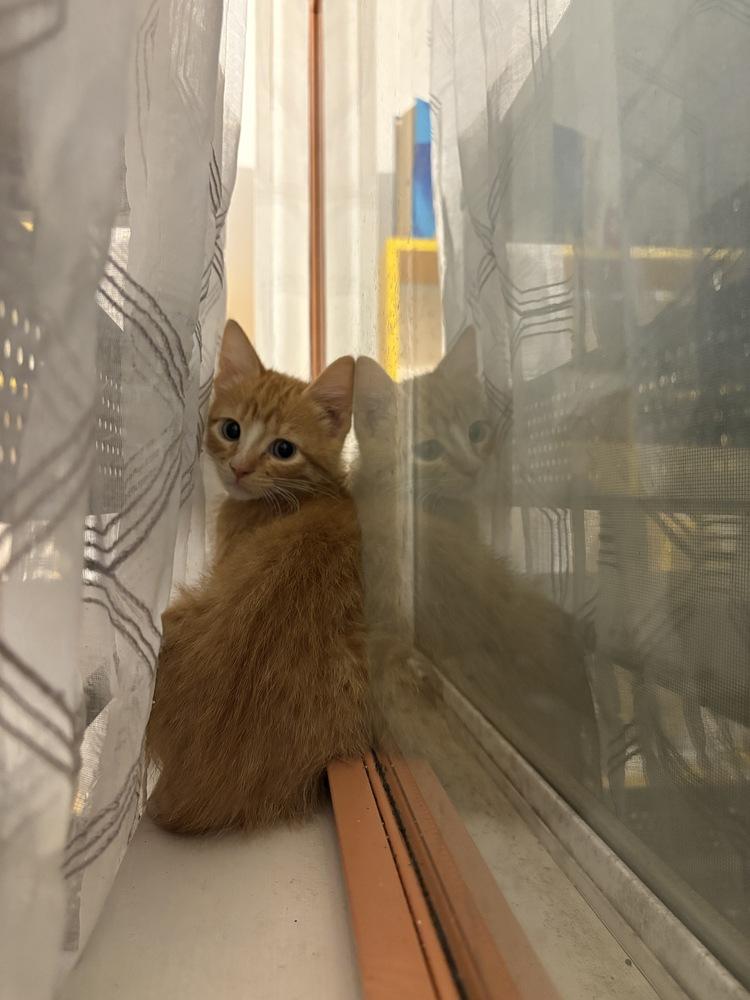 Enlarge Linguini, a Adoptable Domestic Short Hair in McPherson, KS image 2/6