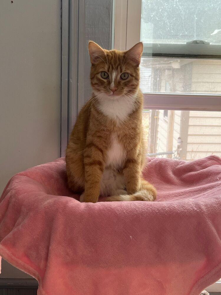 Enlarge Linguini, a Adoptable Domestic Short Hair in McPherson, KS image 3/6