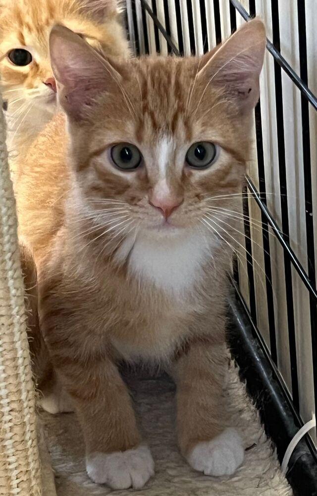 Enlarge Linguini, a Adoptable Domestic Short Hair in McPherson, KS image 4/6