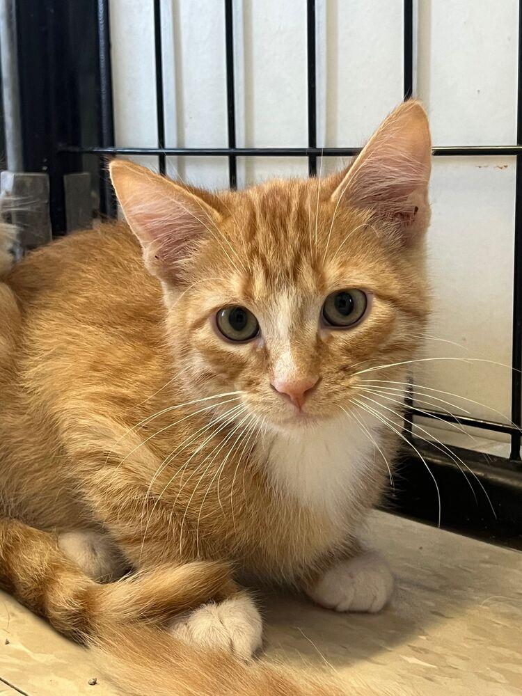 Enlarge Linguini, a Adoptable Domestic Short Hair in McPherson, KS image 5/6