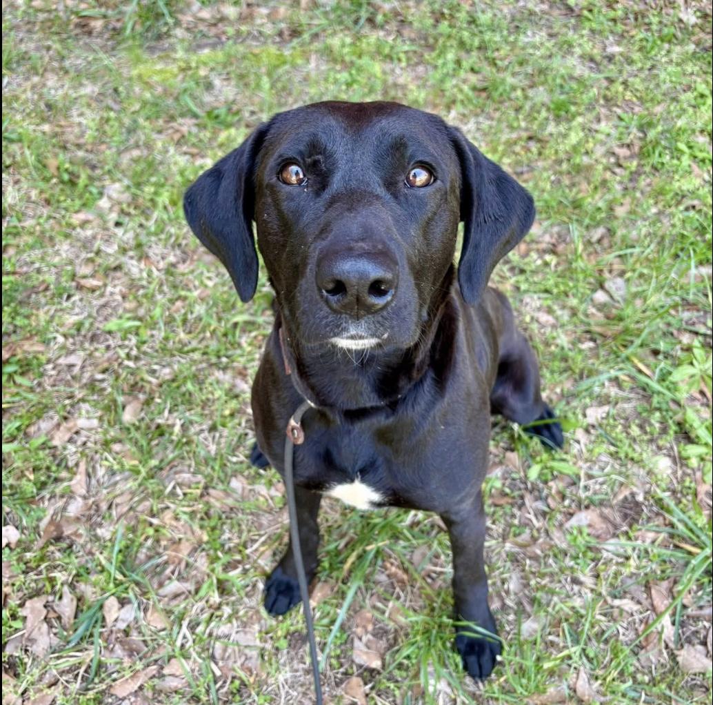 Flint - Foster Needed - photo 1
