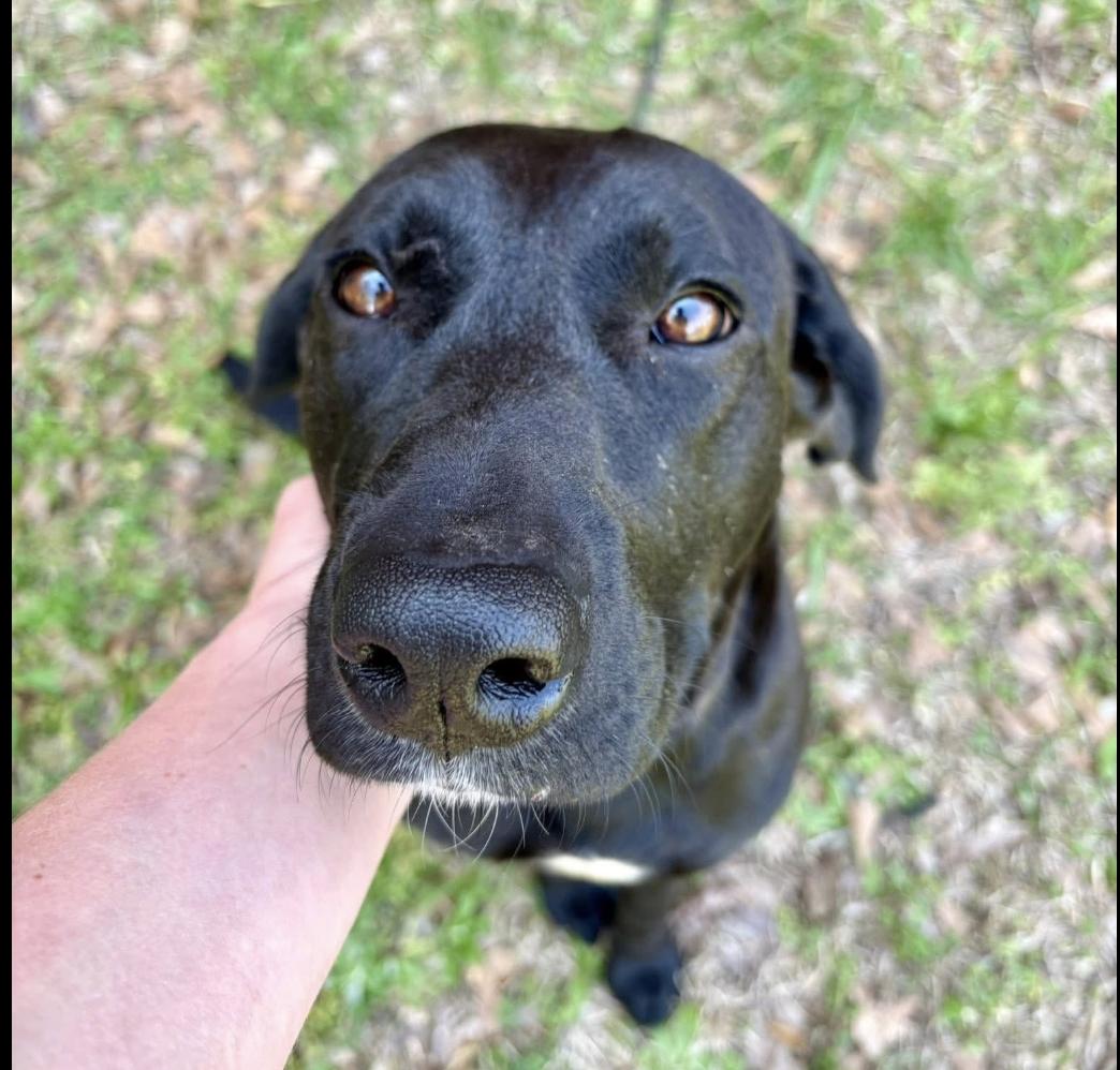 Flint - Foster Needed - photo 2