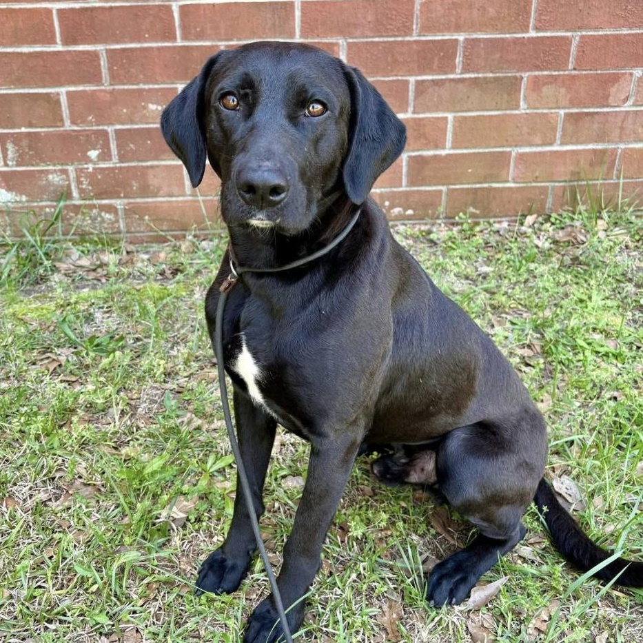 Flint - Foster Needed - photo 3