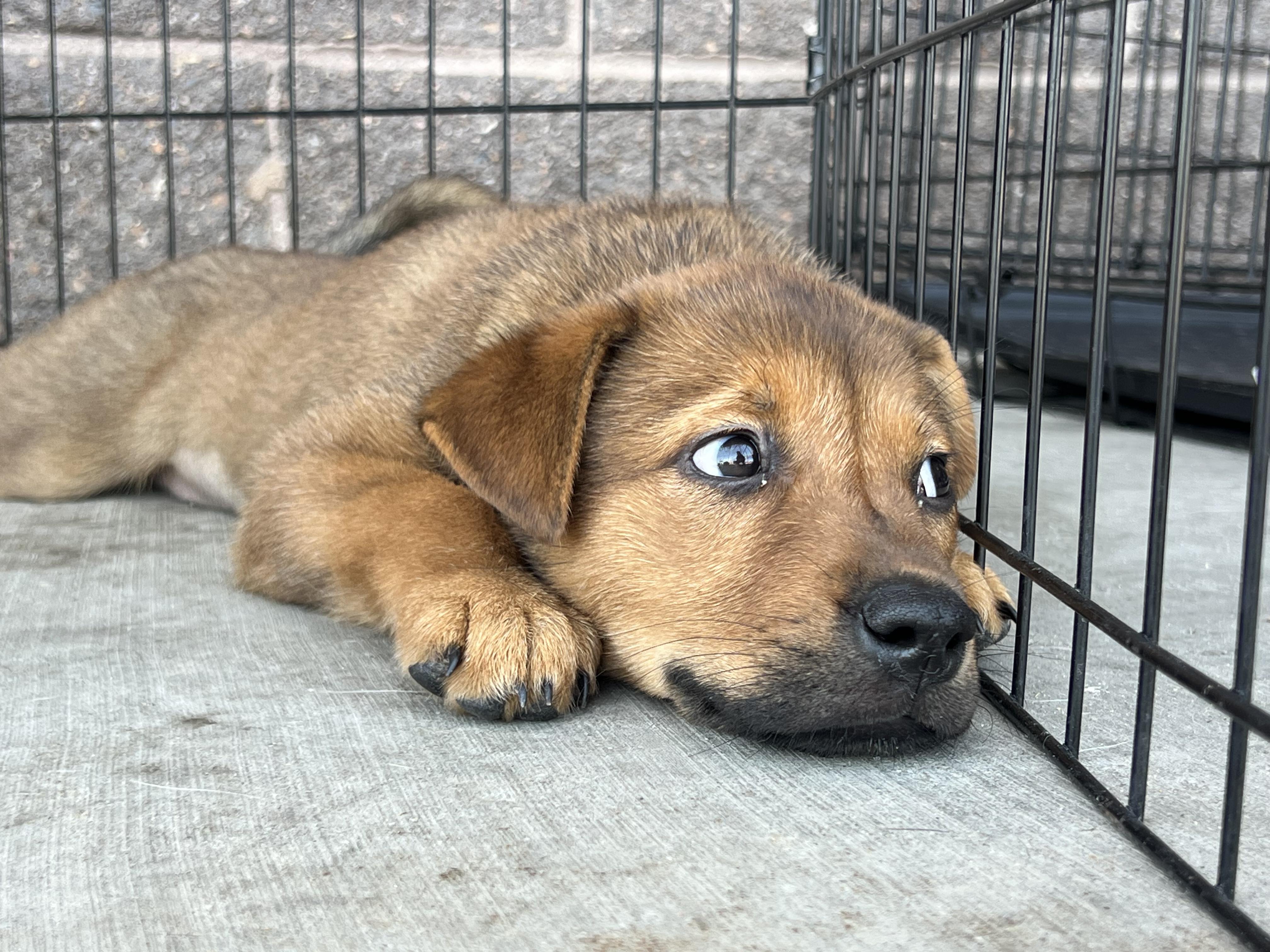 Ginger Spice, ADOPTABLE, Puppy Female Australian Cattle Dog / Blue Heeler & German Shepherd Dog.