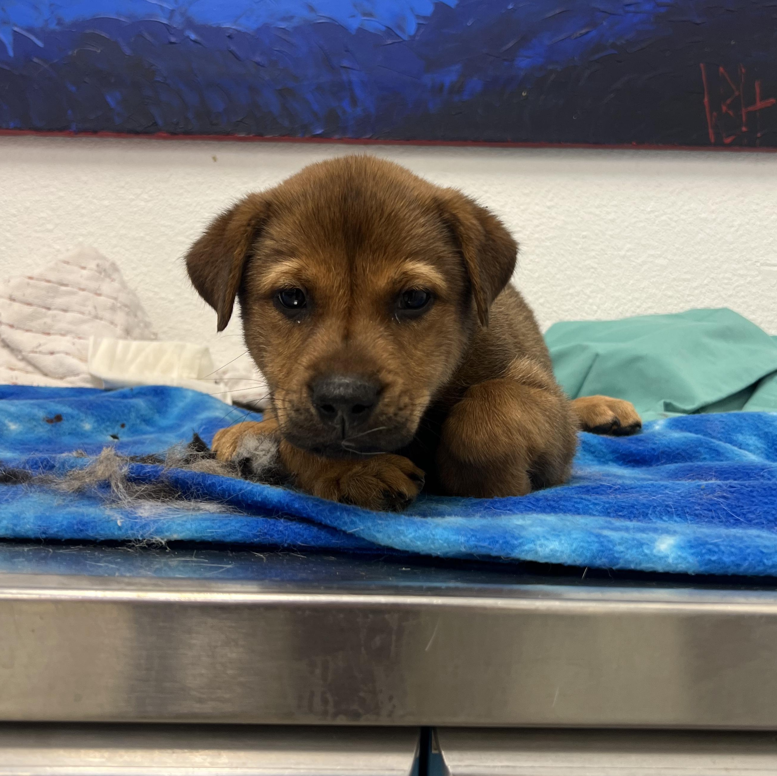 Ginger Spice, a ADOPTABLE mixed breed in Colorado Springs, CO image 2/5