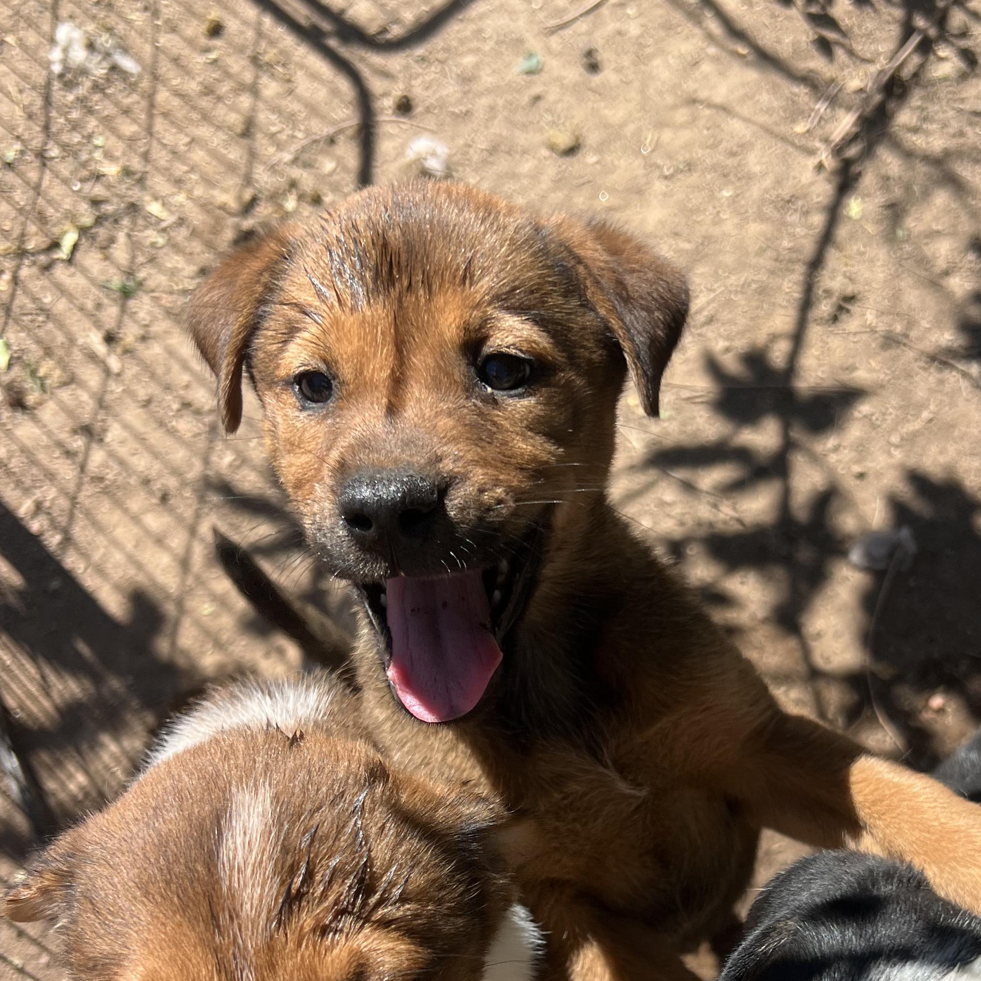 Ginger Spice, a ADOPTABLE mixed breed in Colorado Springs, CO image 3/5