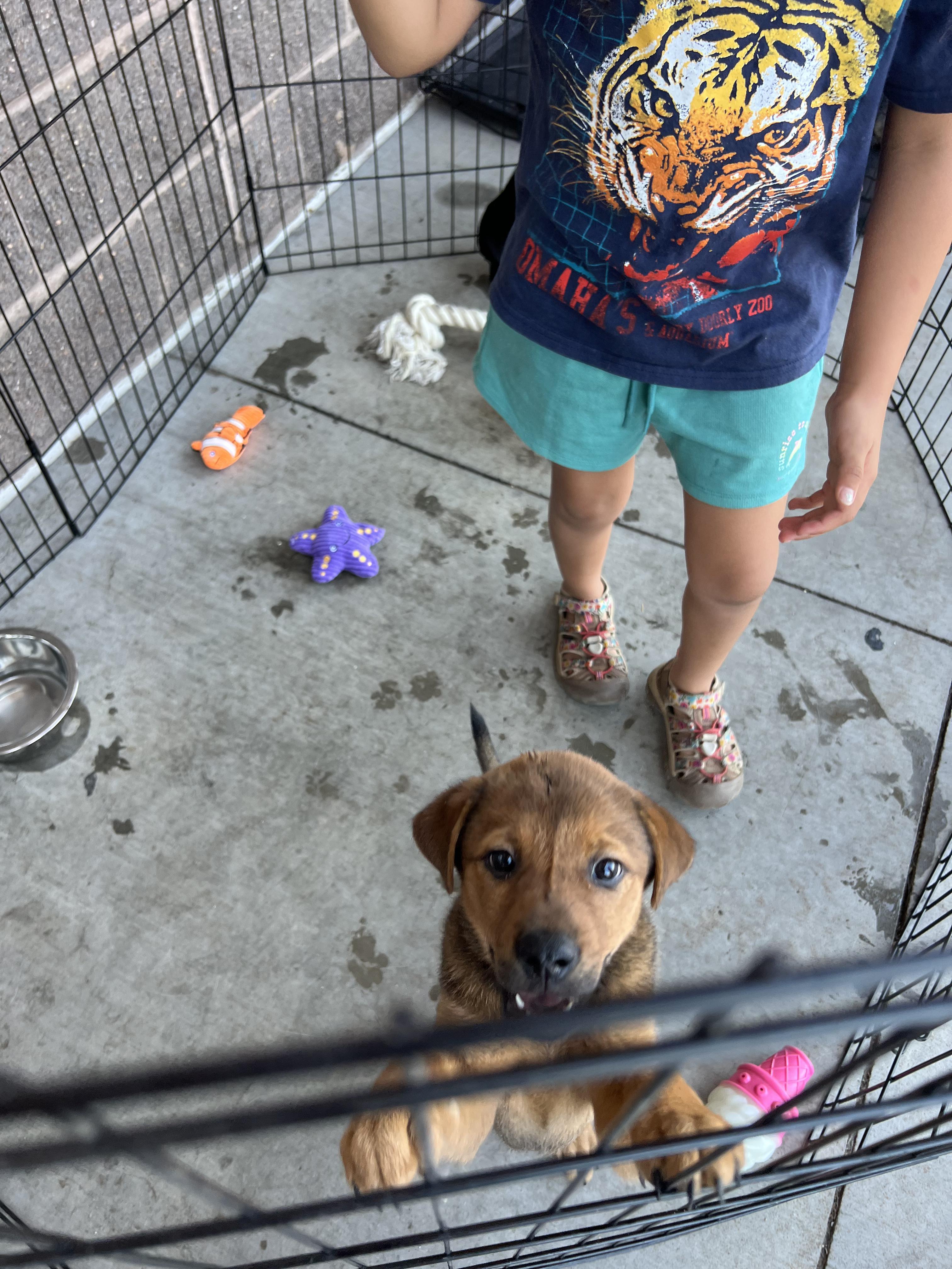 Ginger Spice, a ADOPTABLE mixed breed in Colorado Springs, CO image 5/5
