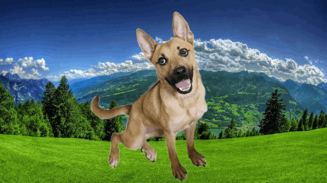 Enlarge Sophie, a Adopted mixed breed in Queensbury, NY image 1/1