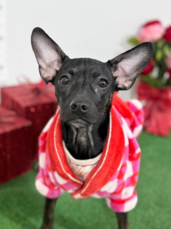 Enlarge Tamara-One of our Amazing Rescue Dogs, a Adoptable mixed breed in Sacramento, CA image 2/2