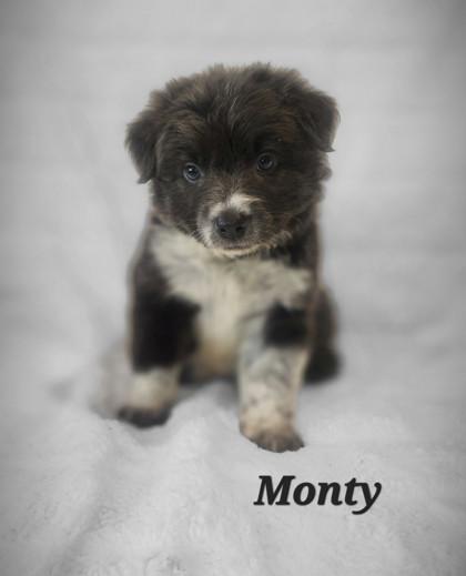 Monty