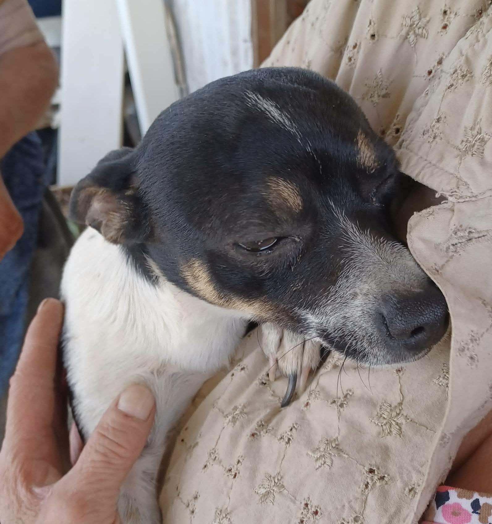 Jeep, ADOPTABLE, Adult Male Chihuahua & Jack Russell Terrier.