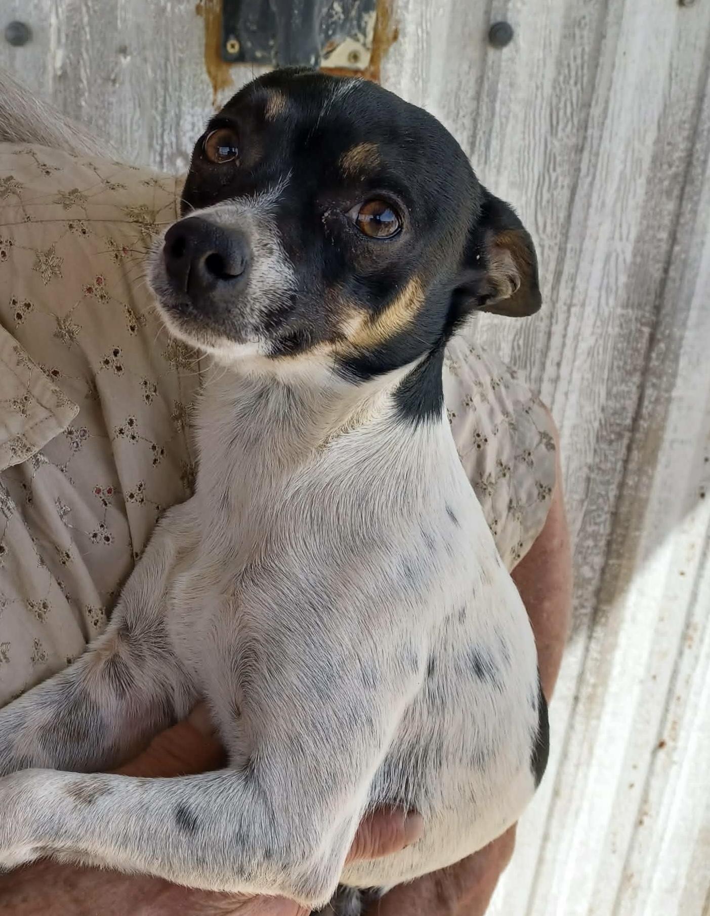 Enlarge Jeep, a ADOPTABLE mixed breed in Deming, NM image 2/2