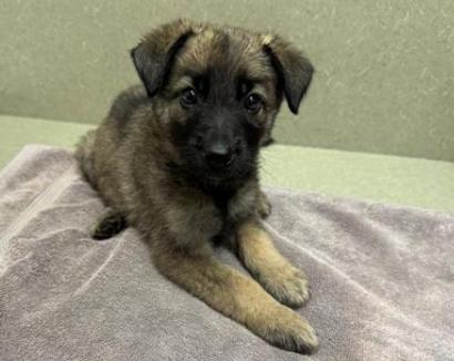 Adopt a puppy! Shelter is full - save a life! I'm Aura