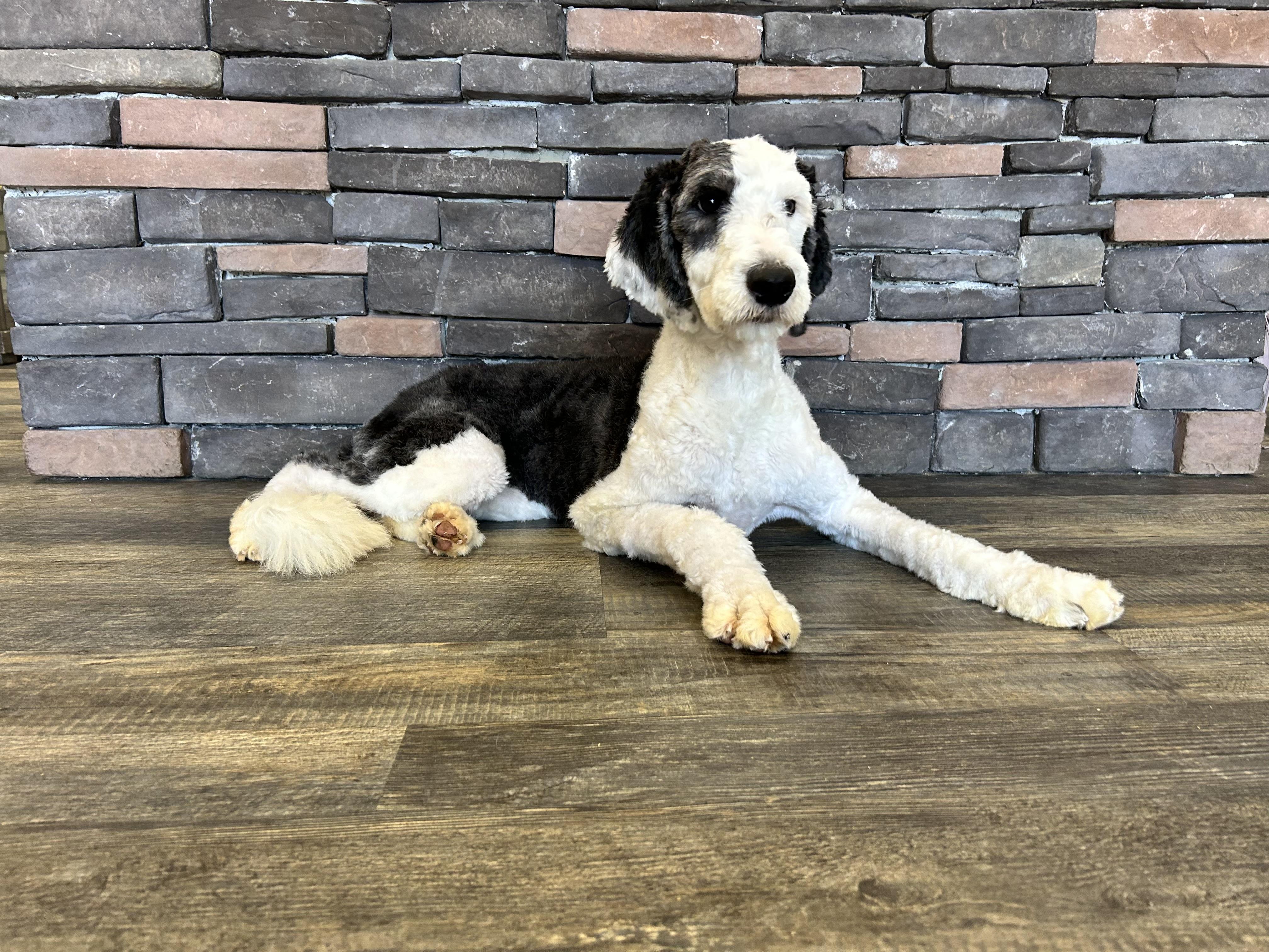 Rucca, ADOPTABLE, Young Female Old English Sheepdog & Poodle.