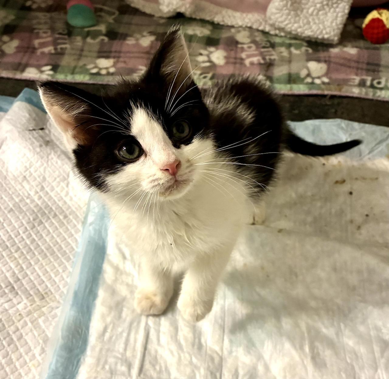 Cornelius, a ADOPTABLE Domestic Short Hair in River Edge, NJ image 2/5
