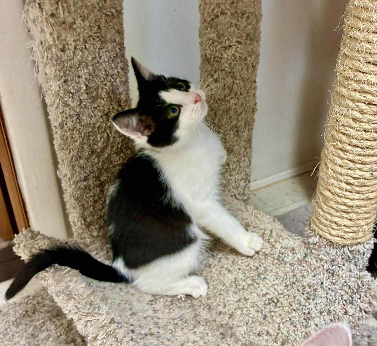 Cornelius, ADOPTABLE, Kitten Male Domestic Short Hair.