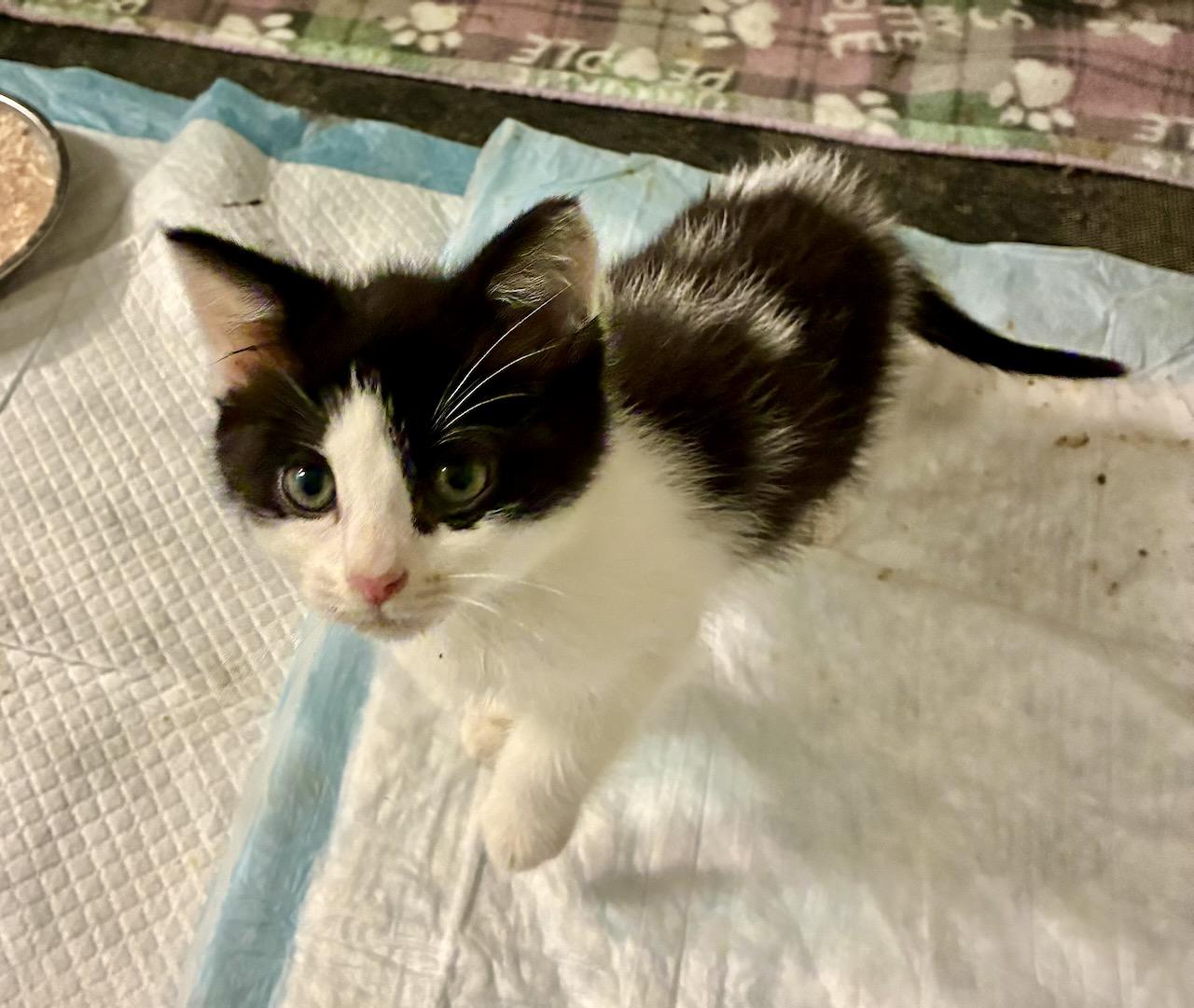 Cornelius, a ADOPTABLE Domestic Short Hair in River Edge, NJ image 3/5