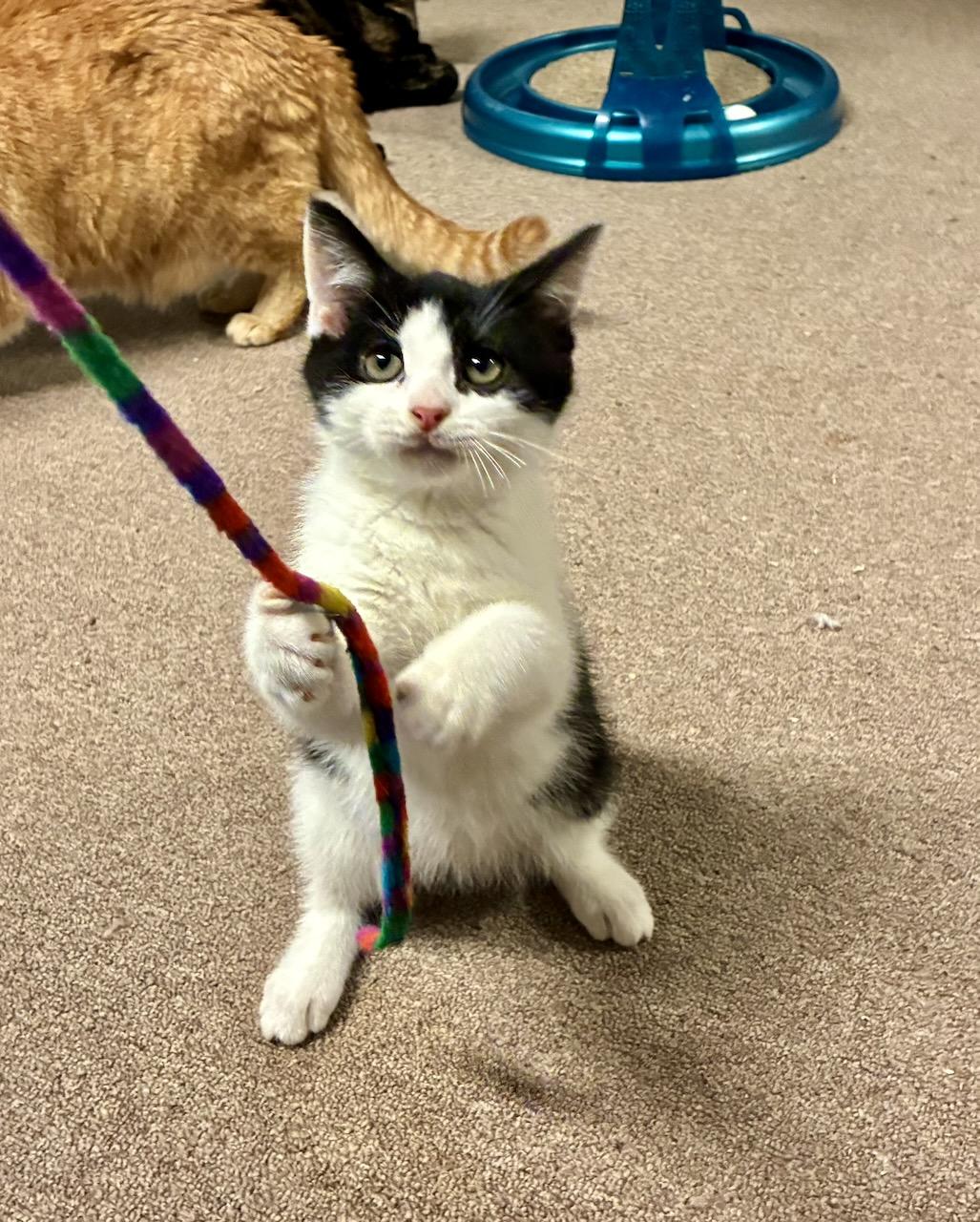 Enlarge Cornelius, a ADOPTABLE Domestic Short Hair in River Edge, NJ image 2/6