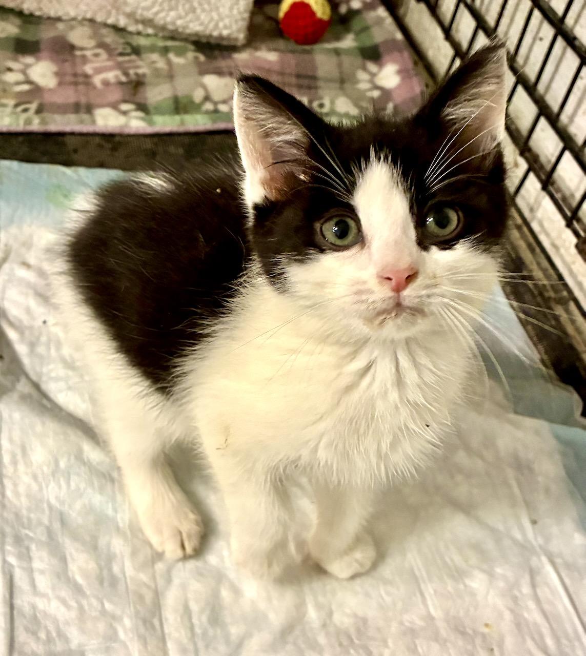 Cornelius, ADOPTABLE, Kitten Male Domestic Short Hair.