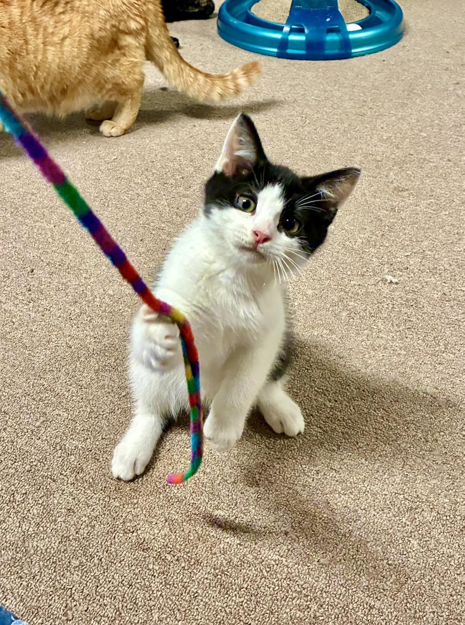 Enlarge Cornelius, a ADOPTABLE Domestic Short Hair in River Edge, NJ image 3/6