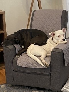 Perla, Adoptable, Adult Female Border Collie & Pit Bull Terrier.