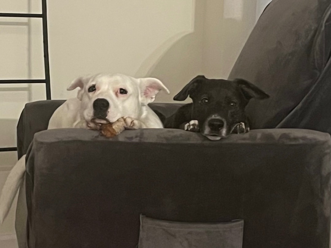 Perla, a Adoptable mixed breed in Albany, NY image 2/12