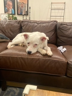 Perla, a Adoptable mixed breed in Albany, NY image 3/12