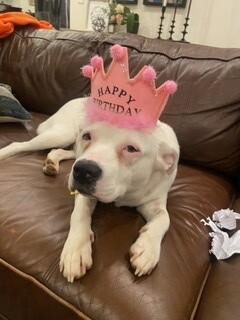 Perla, a Adoptable mixed breed in Albany, NY image 4/12