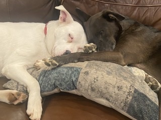 Perla, a Adoptable mixed breed in Albany, NY image 5/12