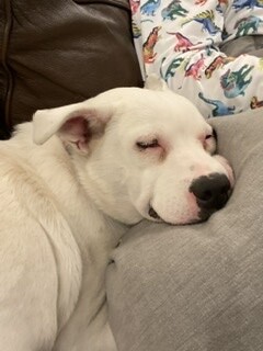 Perla, a Adoptable mixed breed in Albany, NY image 6/12