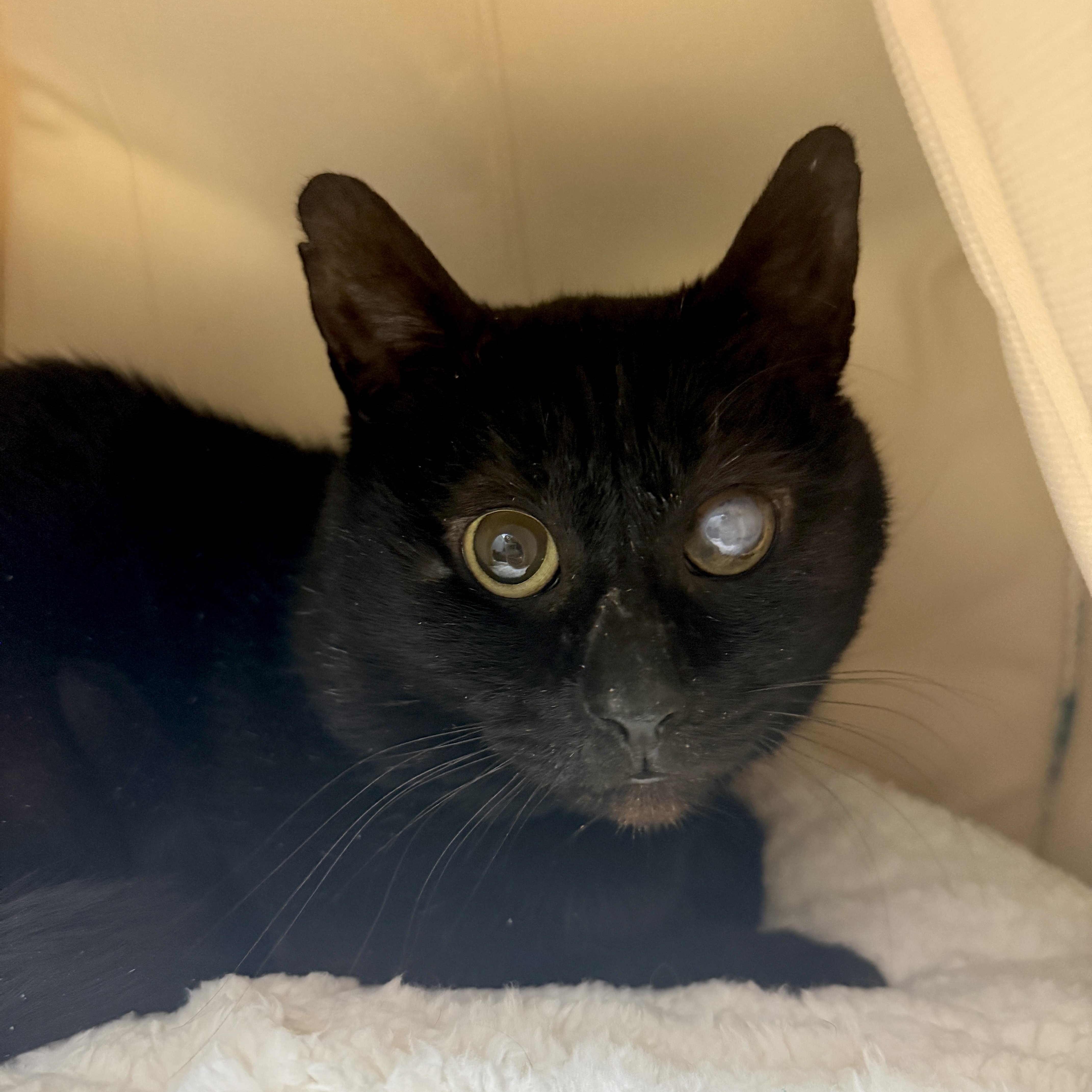 Enlarge Trusty Trinket, a ADOPTABLE Domestic Short Hair in Alexandria, VA image 6/6