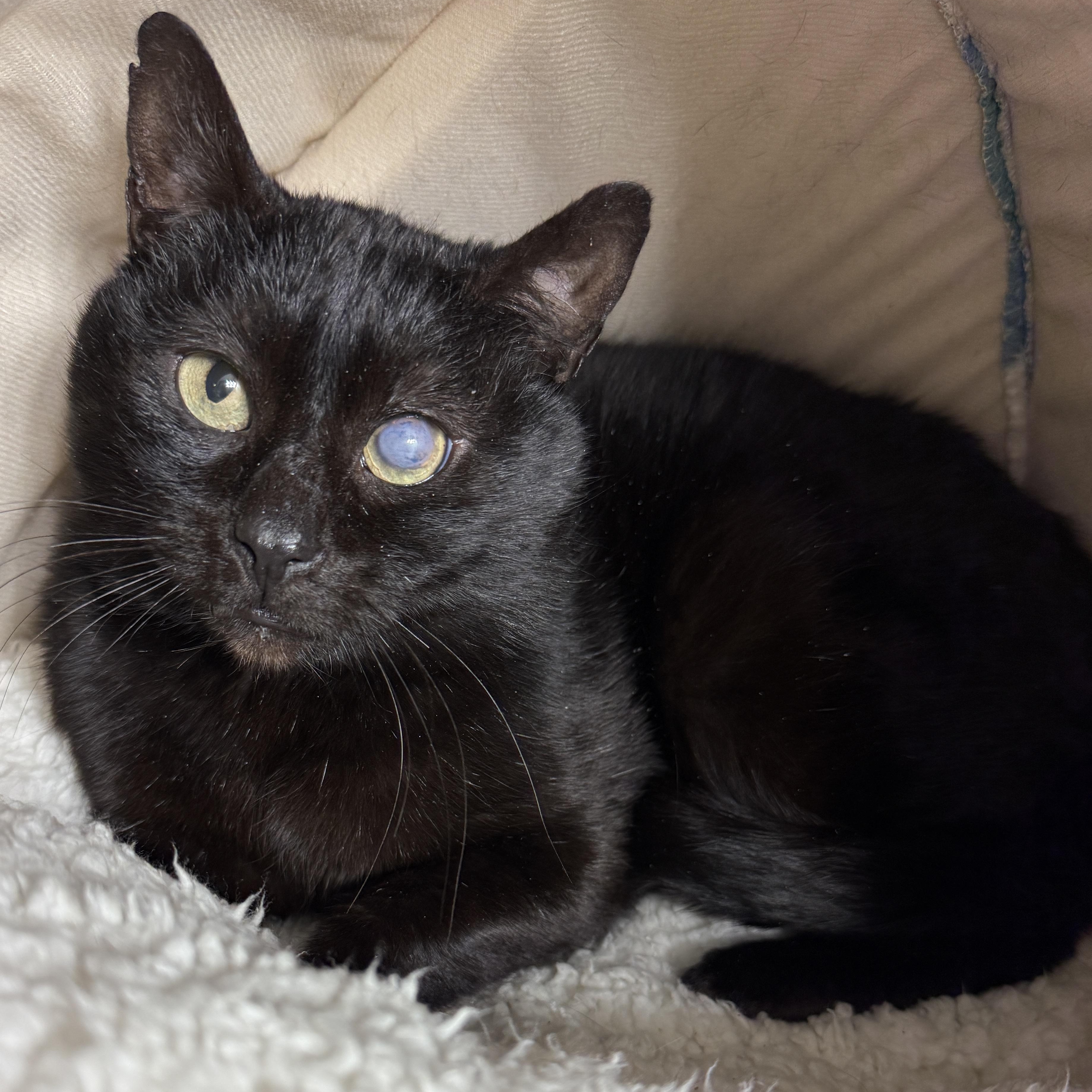Enlarge Trusty Trinket, a ADOPTABLE Domestic Short Hair in Alexandria, VA image 1/6