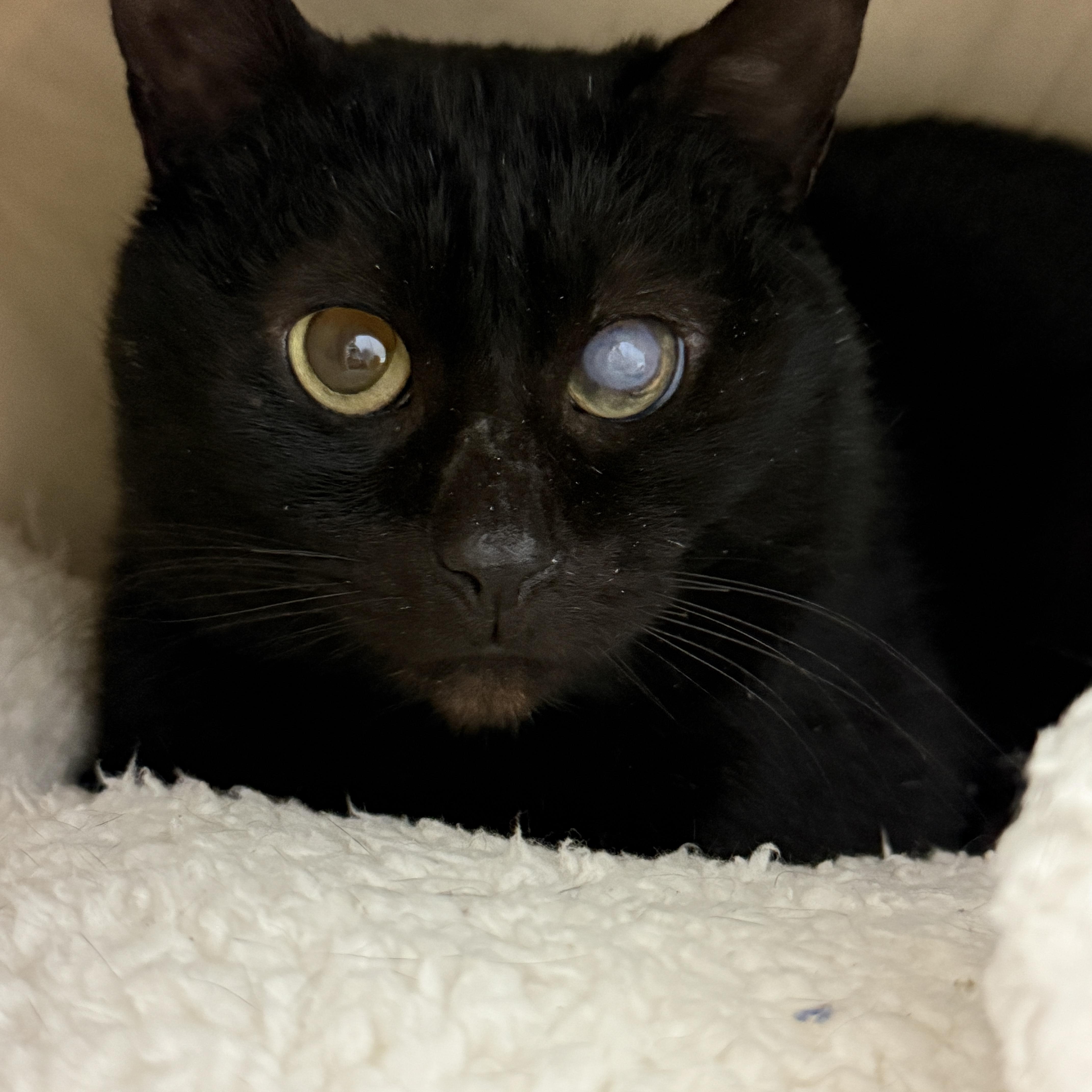 Enlarge Trusty Trinket, a ADOPTABLE Domestic Short Hair in Alexandria, VA image 3/6