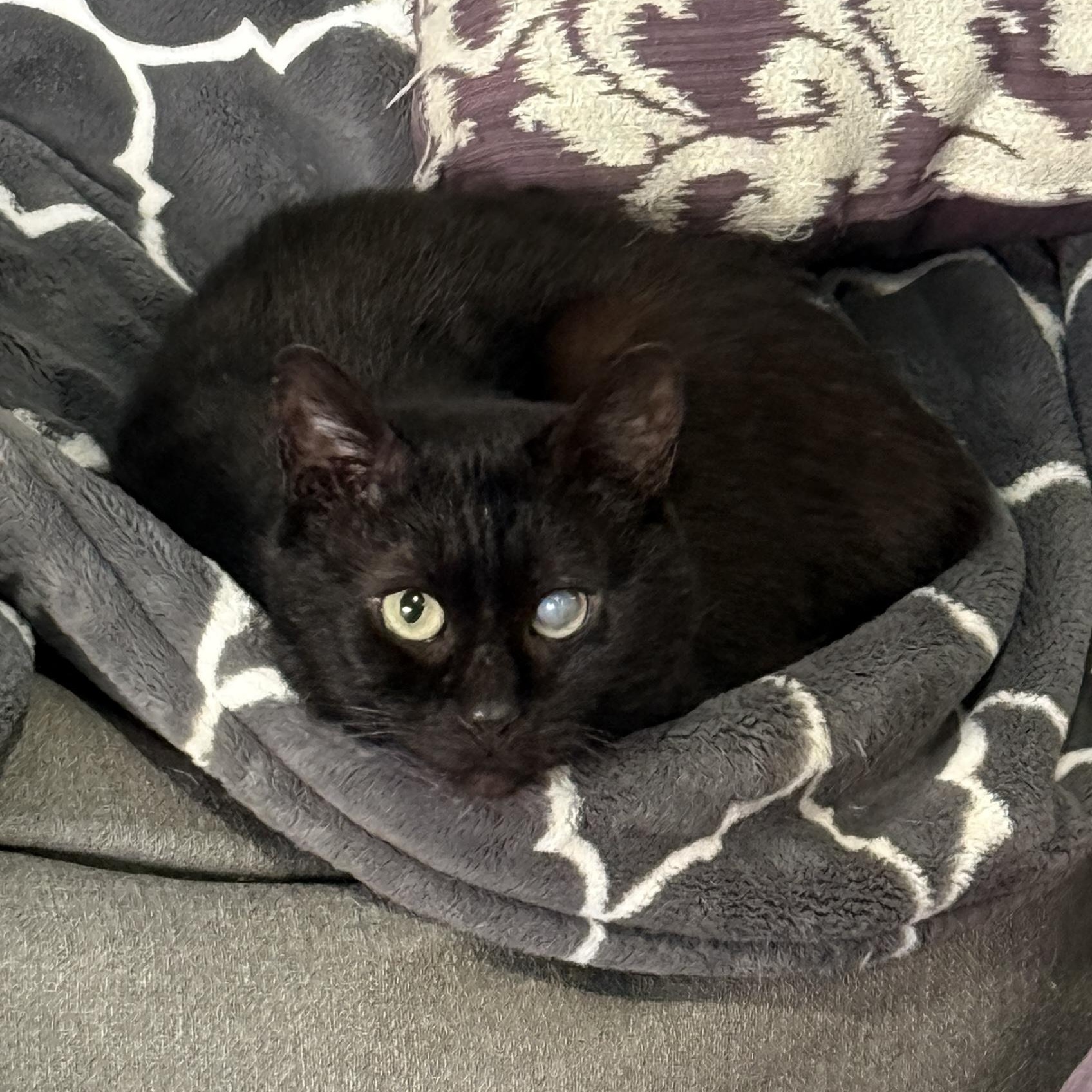 Enlarge Trusty Trinket, a ADOPTABLE Domestic Short Hair in Alexandria, VA image 2/6