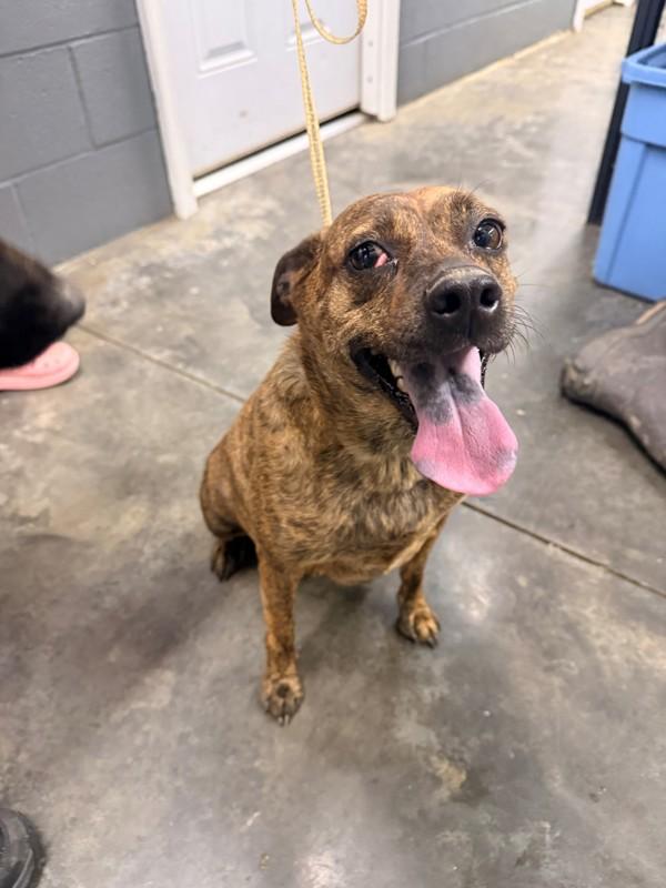 Enlarge Lenny, a Adoptable mixed breed in Campbellsville, KY image 1/1