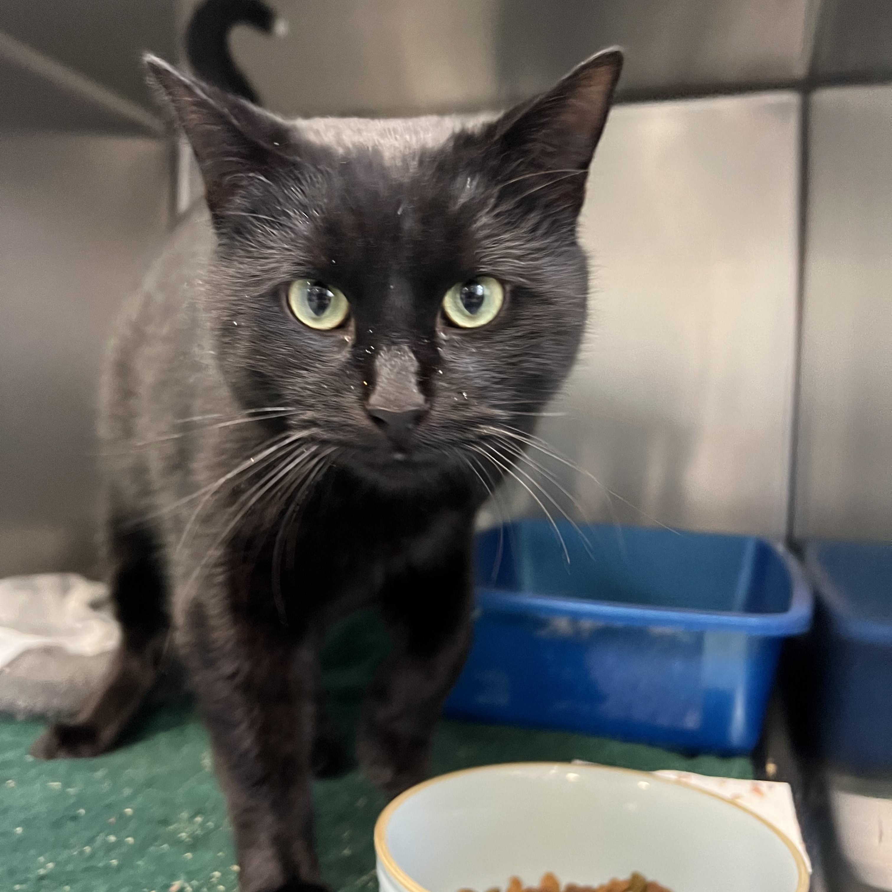 Enlarge Andy Warhol, a ADOPTABLE Domestic Short Hair in Berryville, VA image 1/1