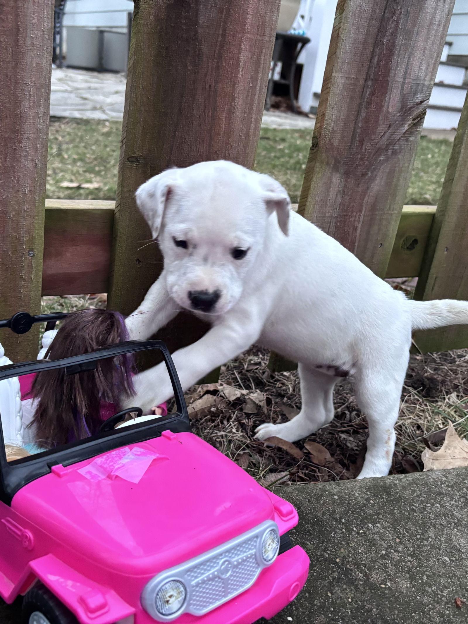 Sparkle, Adopted, Puppy Female Terrier & Pit Bull Terrier.