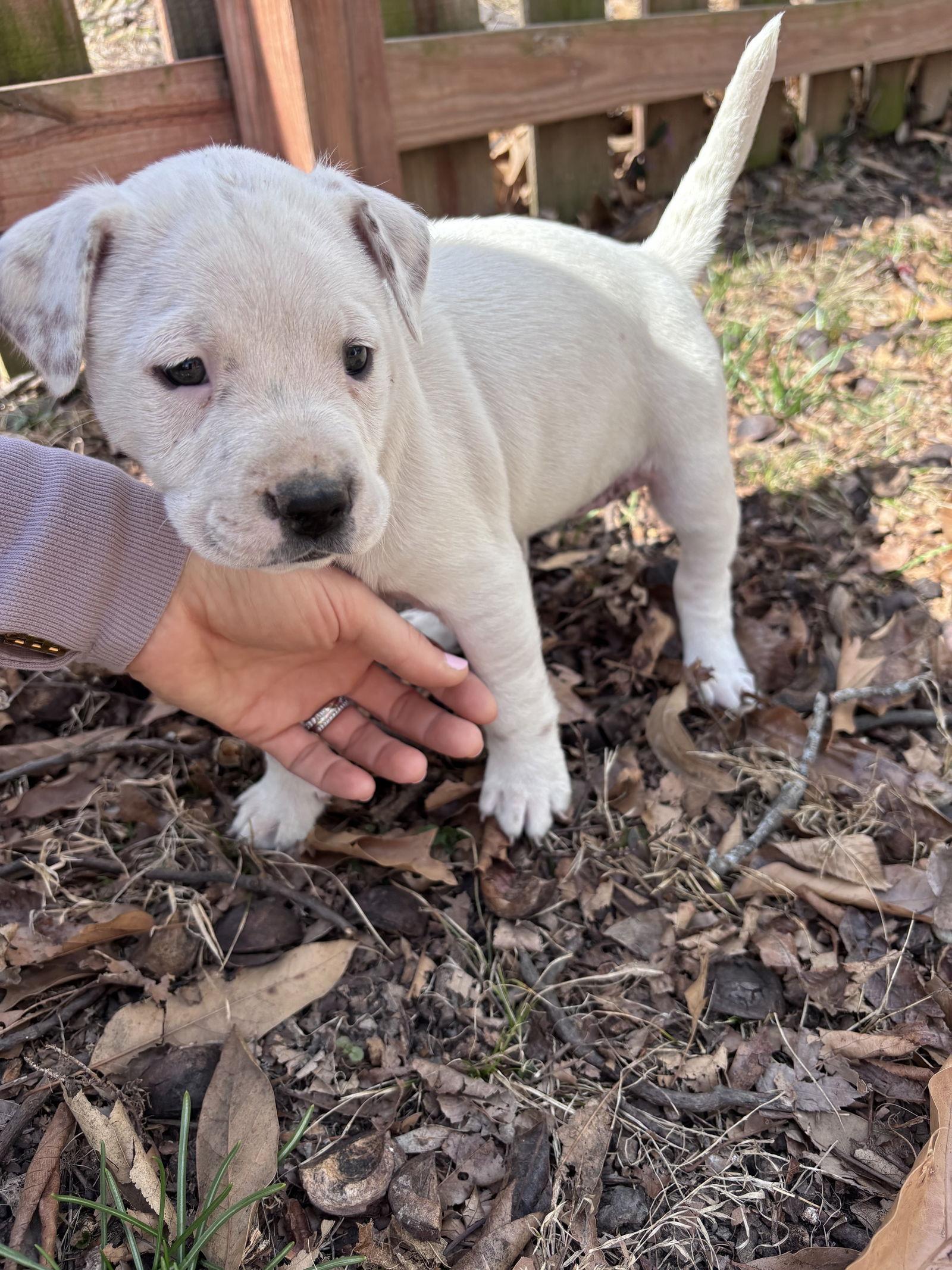 Enlarge Sparkle, a Adopted mixed breed in Barnhart, MO image 2/2