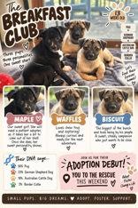 Enlarge Biscuit, a Adoptable Pug in Newport, KY image 1/2