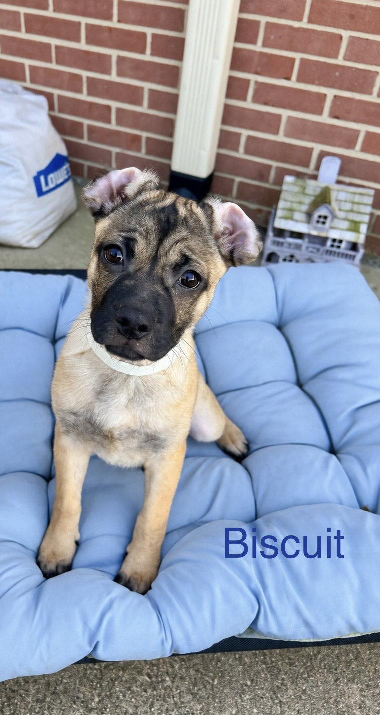 Enlarge Biscuit, a Adoptable Pug in Newport, KY image 2/2