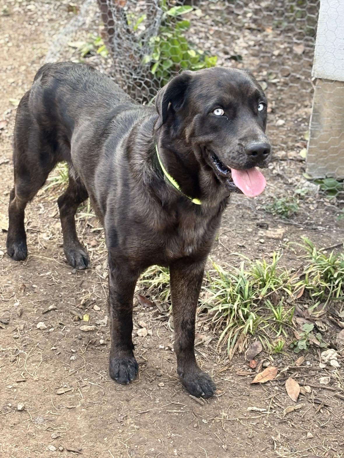Enlarge Sky, a Adoptable mixed breed in Olympia, WA image 2/6
