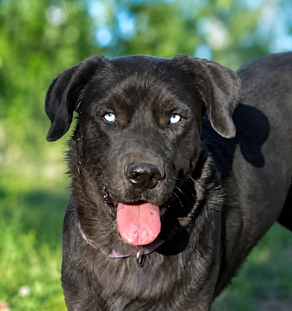 Sky, Adoptable, Young Male Labrador Retriever.