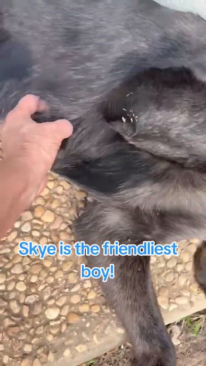 Enlarge Sky, a Adoptable mixed breed in Olympia, WA video 2/6