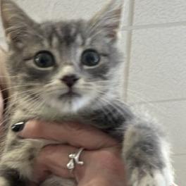 Enlarge Kinley, a Adoptable Domestic Short Hair in Greensboro, GA image 1/1