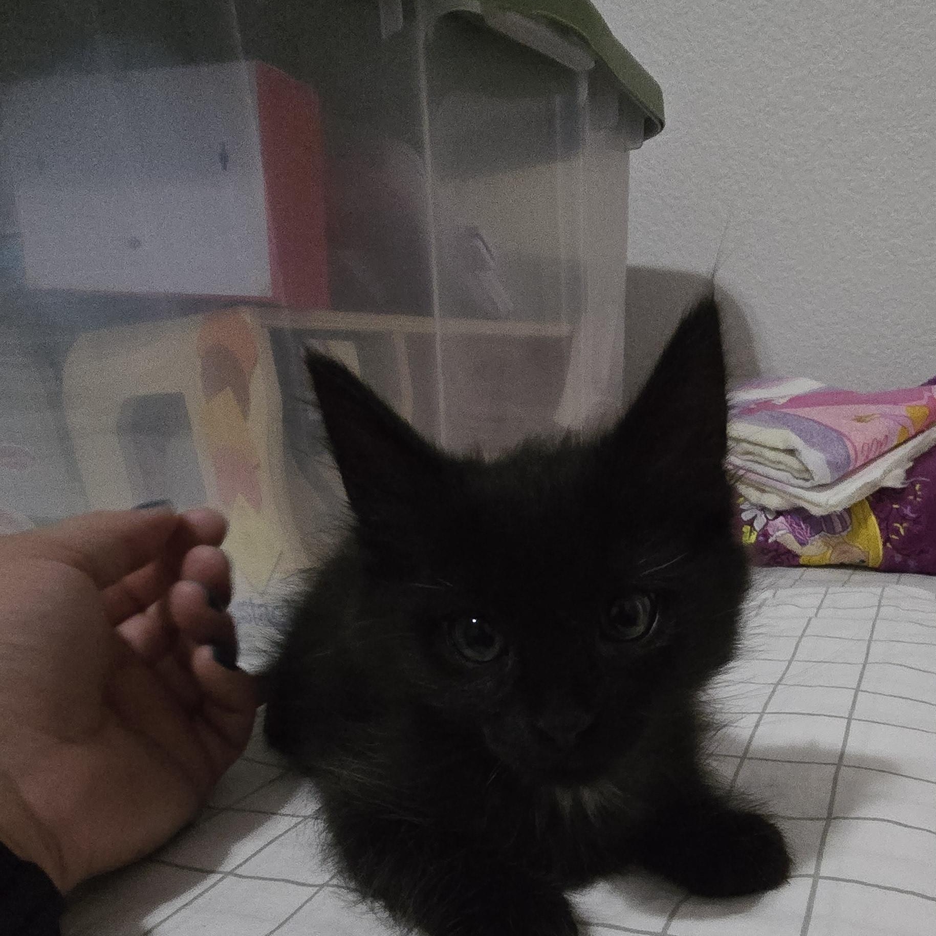 West, an adoptable Domestic Medium Hair in Allen, TX image 2/4