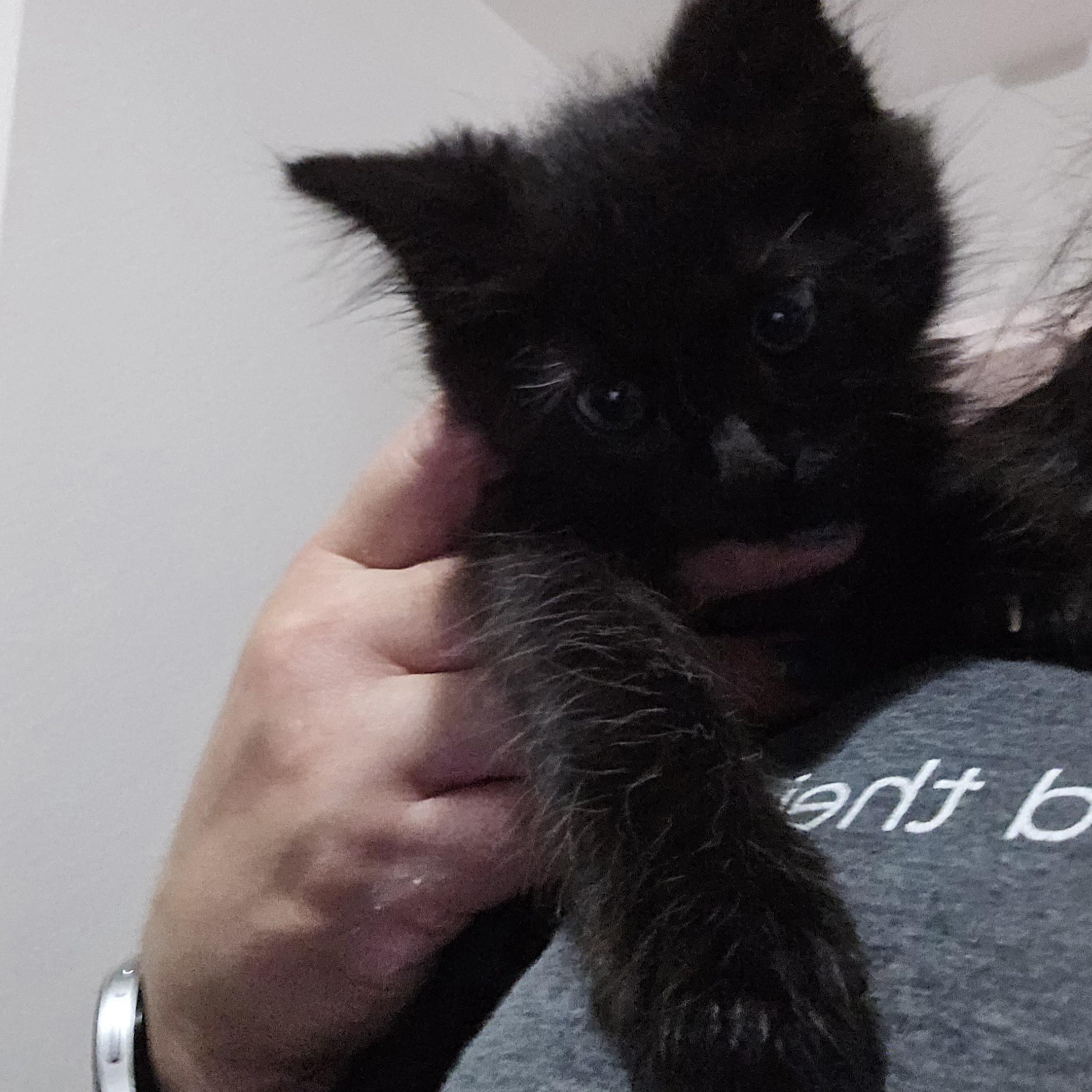 West, an adoptable Domestic Medium Hair in Allen, TX image 1/4