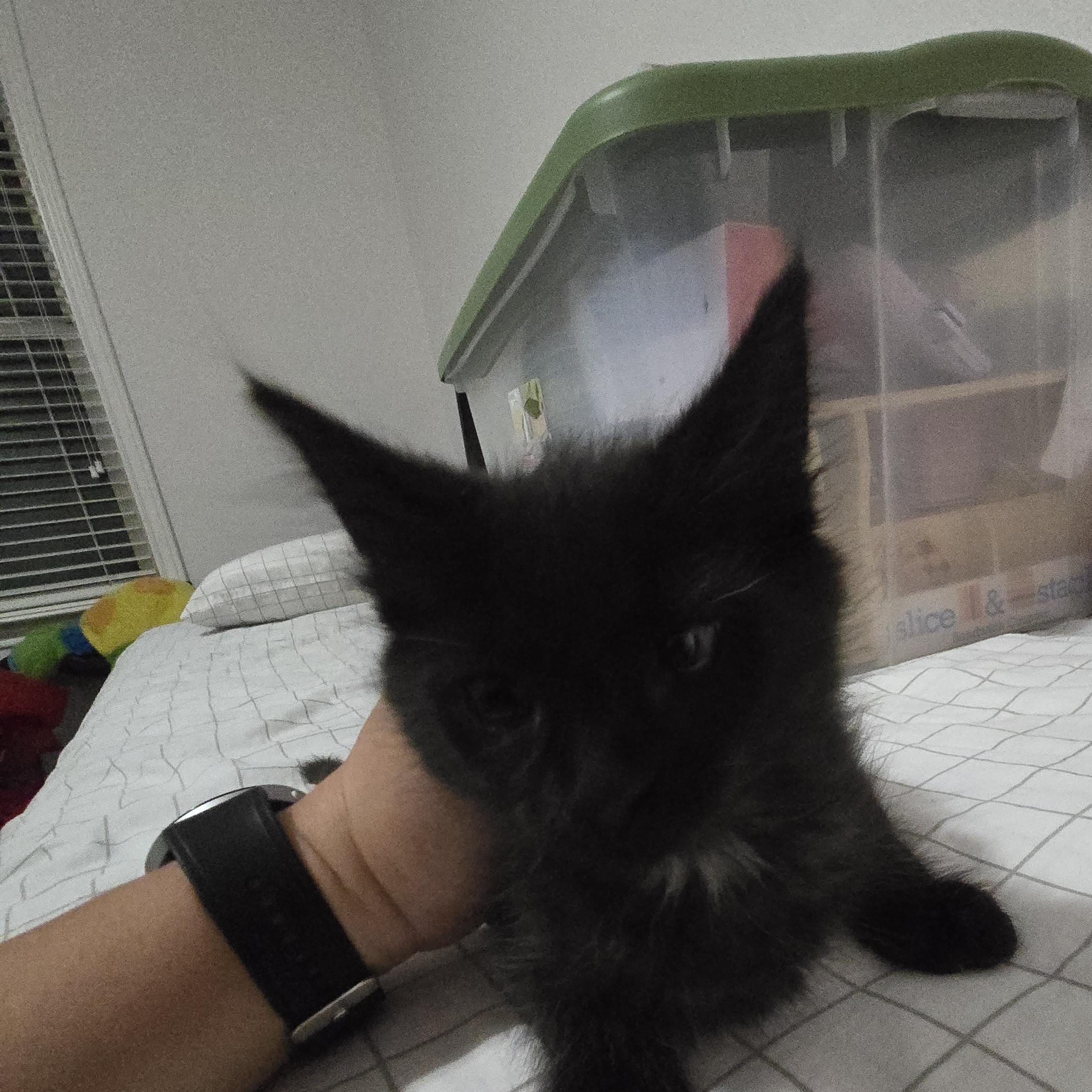 West, an adoptable Domestic Medium Hair in Allen, TX image 3/4