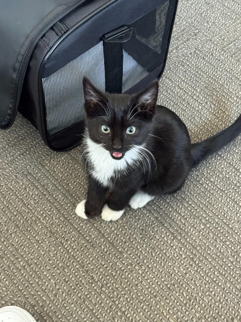 Penny, Adoptable, Kitten Male Domestic Short Hair.