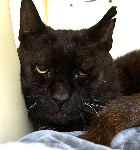 ONYX, Adoptable, Senior Male Domestic Short Hair.