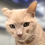 Nala, ADOPTABLE, Adult Female Domestic Short Hair & Tabby.